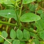 Vicia dumetorum Blad