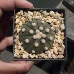 Astrophytum asteriasBark