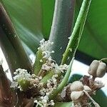 Euphorbia leuconeura Fruit