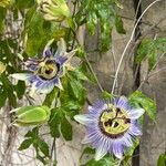 Passiflora caeruleaBlüte