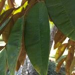 Chrysophyllum cainito Hoja