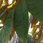 Chrysophyllum cainito Leaf