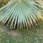 Washingtonia robusta Blatt