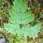 Gymnocarpium robertianum Hoja