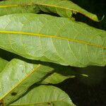 Clarisia biflora Frunză