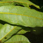 Clarisia biflora Leaf