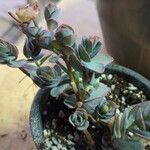 Kalanchoe marnierianaЛист