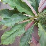 Anthurium cubense Leaf