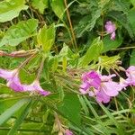 Epilobium hirsutumFlower