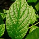 Cordia nodosa Blatt