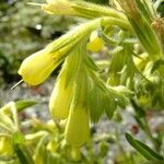 Onosma pseudoarenaria Altro