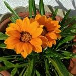 Gazania rigensFlower