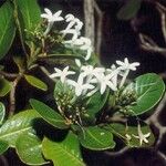 Psychotria calorhamnus Blüte