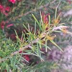 Grevillea rosmarinifolia Blad