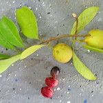 Myristica fragrans Fruit