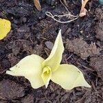 Calla palustris Листок