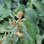 Rumex conglomeratusFrukto