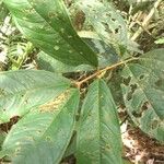 Eugenia hartshornii Leaf