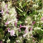 Stachys marrubiifolia Квітка