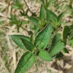 Rhexia virginica Deilen