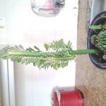 Euphorbia trigona Fulla