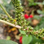 Amaranthus viridis 花