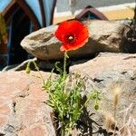 Papaver setiferum Bloem