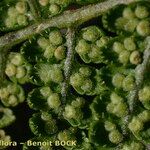 Dryopteris submontana Casca