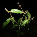 Nectandra amazonum 其他