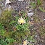 Carlina acanthifoliaFlor