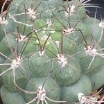 Gymnocalycium pflanzii Folha