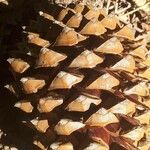 Pinus coulteri Fruto