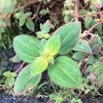 Miconia crenata Leaf