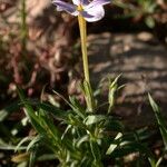 Phlox dolichantha