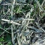 Phlomis lychnitis Blad