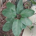 Ficus lutea Blatt