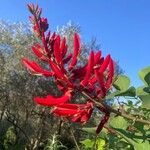 Erythrina herbacea Flower