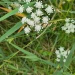 Oenanthe lachenalii Flors