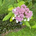 Hydrangea aspera 花