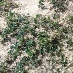 Medicago littoralis موطن