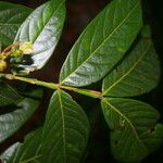 Inga densiflora Lehti