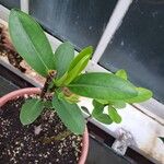 Rhizophora mangle Blatt