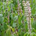 Ocimum kilimandscharicum عادت داشتن