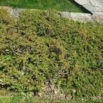 Cotoneaster adpressus Natur