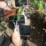 Pyrenacantha malvifolia Folla