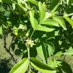 Sambucus nigraफल