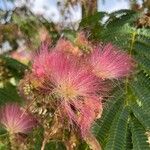 Calliandra surinamensis 花