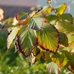 Hamamelis virginiana Blad