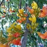 Castanospermum australe Floare