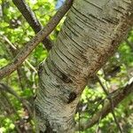 Betula populifolia বাকল